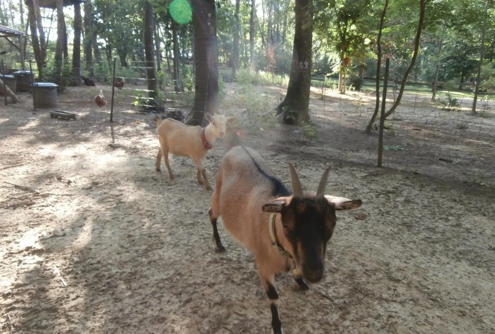 Campsite Les Cabanes De Fontfroide Saint-Antoine